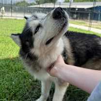 Thumbnail photo of Olaf  #4