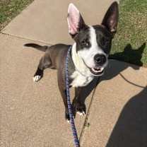 Thumbnail photo of Buddy #3