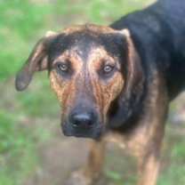 Thumbnail photo of WOODY #1