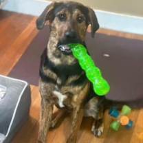 Thumbnail photo of WOODY #2