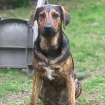 Thumbnail photo of WOODY #3