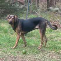 Thumbnail photo of WOODY #4