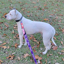 Thumbnail photo of Joey #2