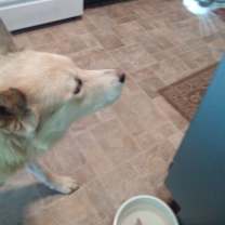 Thumbnail photo of Ron #1