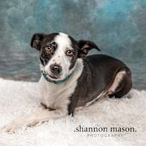 Thumbnail photo of Oreo aka Charlie #3