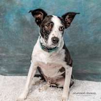 Thumbnail photo of Oreo aka Charlie #4