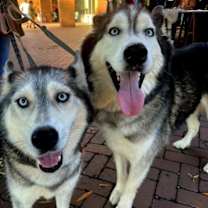 Thumbnail photo of Nala #1