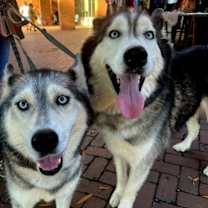 Thumbnail photo of Simba #2