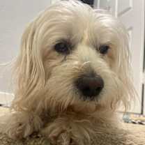 Thumbnail photo of Rubie #1