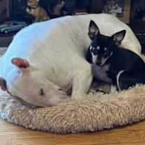 Thumbnail photo of Pepsi~ #3