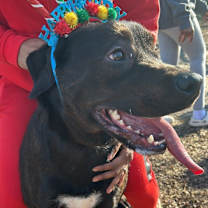 Thumbnail photo of Marley #1