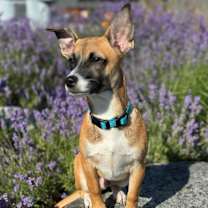 Thumbnail photo of HICKORY #1