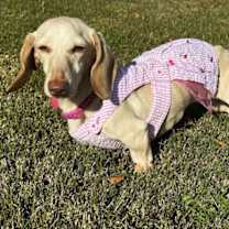 Thumbnail photo of Luna in KY #2