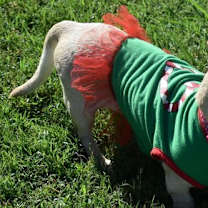 Thumbnail photo of Luna in KY #3