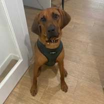 Thumbnail photo of Copper #1