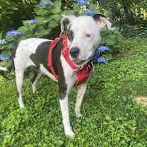 Thumbnail photo of Fray #3