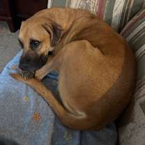adopt-pet