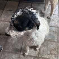 Thumbnail photo of Gizmo #1