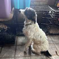 Thumbnail photo of Gizmo #2