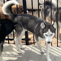 Thumbnail photo of Ike #2