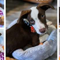 Thumbnail photo of Tashi #2