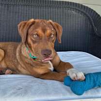 Thumbnail photo of Joan Jett #3