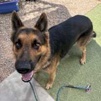 adopt-pet