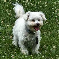 Thumbnail photo of Nova #4