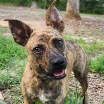 Thumbnail photo of Tigger Tiger #1