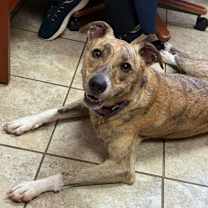 Thumbnail photo of Lola (Cricket) #2