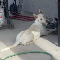 adopt-pet