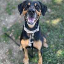 Thumbnail photo of Tandy #1