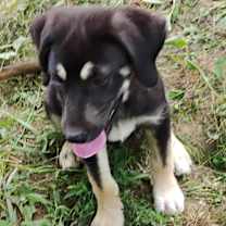 Thumbnail photo of Josie #2