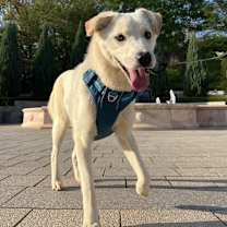 Thumbnail photo of Dugger (H) #2