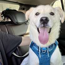 Thumbnail photo of Dugger (H) #1