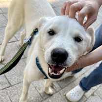 Thumbnail photo of Dugger (H) #3