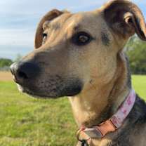 Thumbnail photo of Maggie #1