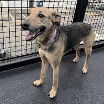 Thumbnail photo of Maggie #2