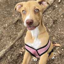 Thumbnail photo of Ezzy - Uno #4