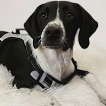 Thumbnail photo of Crawford #1