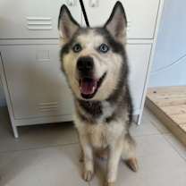 adopt-pet