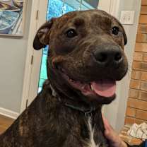 Thumbnail photo of Nubs #1