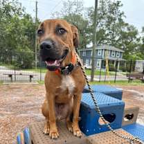 Thumbnail photo of Inish (fka Adam) #1