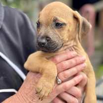 Thumbnail photo of Inish (fka Adam) #3