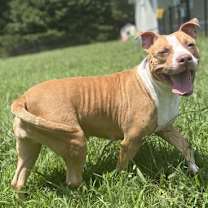 Thumbnail photo of 180940 Walnut (Off Site Foster) #2