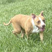 Thumbnail photo of 180940 Walnut (Off Site Foster) #4