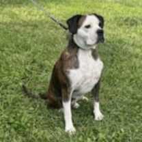 Thumbnail photo of Amos #4