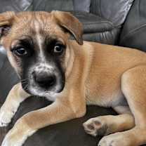 adopt-pet