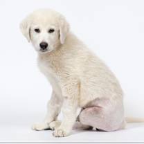 adopt-pet