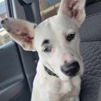 Thumbnail photo of Sugar #1